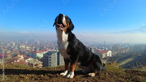 Entlebucher Mountain Dog in the wild with the city in the background.