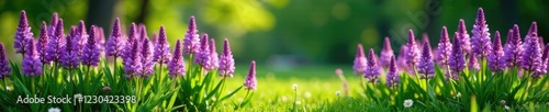 Liriope plant in full bloom with purple flowers, grasslike, spring, green photo