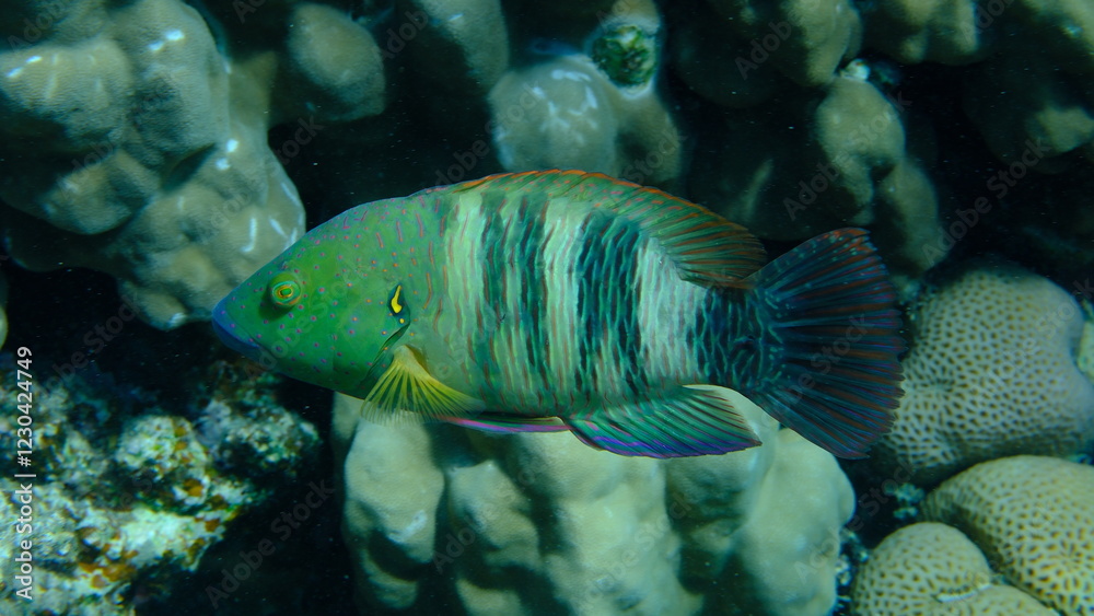 Broomtail wrasse (Cheilinus lunulatus) undersea, Red Sea, Egypt, Sharm El Sheikh, Montazah Bay Broomtail wrasse (Cheilinus lunulatus) undersea, Red Sea, Egypt, Sharm El Sheikh, Montazah Bay