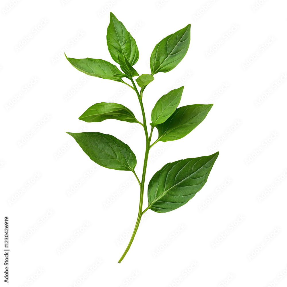 Fresh basil leaves with vibrant green color, perfect for culinary use and garnishing dishes. Their aromatic scent enhances flavors in various recipes Fresh basil leaves with vibrant green color, perfect for culinary use and garnishing dishes. Their aromatic scent enhances flavors in various recipes