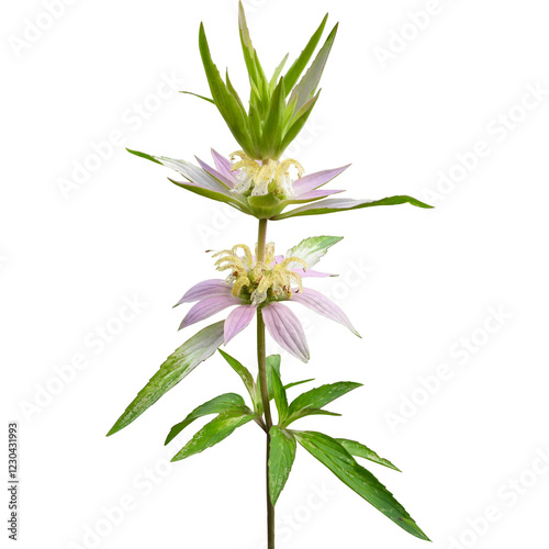 Monarda punctata | Spotted Horsemint | Spotted Beebalm | Native North American Wildflower Isolated
