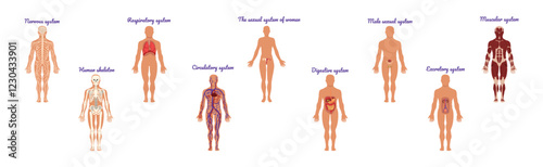 Educative Anatomy with Body Inner System and Organ Vector Set