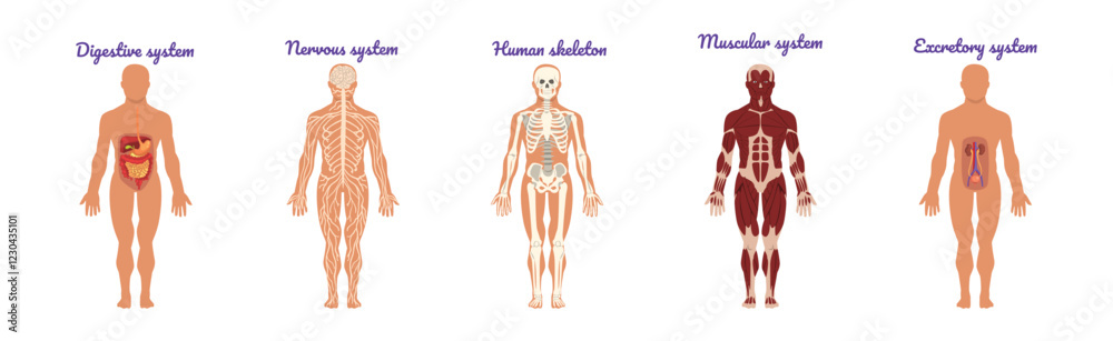 Educative Anatomy with Body Inner System and Organ Vector Set Educative Anatomy with Body Inner System and Organ Vector Set
