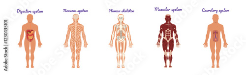 Educative Anatomy with Body Inner System and Organ Vector Set