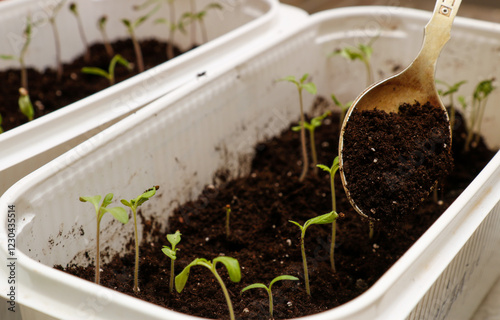 poorly sprouted tomato seedlings at home