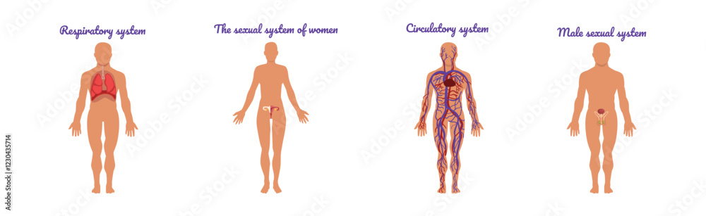 Educative Anatomy with Body Inner System and Organ Vector Set Educative Anatomy with Body Inner System and Organ Vector Set