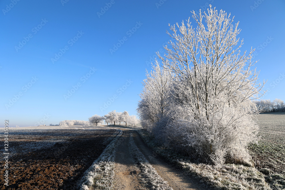 Frosty morning. Trees are covered with frost Frosty morning. Trees are covered with frost
