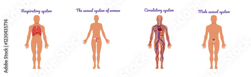 Educative Anatomy with Body Inner System and Organ Vector Set