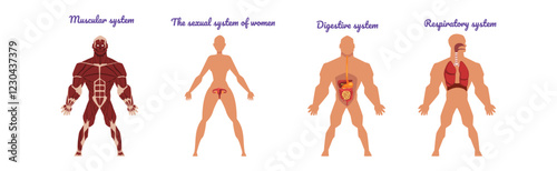 Educative Anatomy with Body Inner System and Organ Vector Set