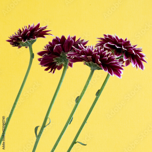 Purple flowers are shown on a yellow background.