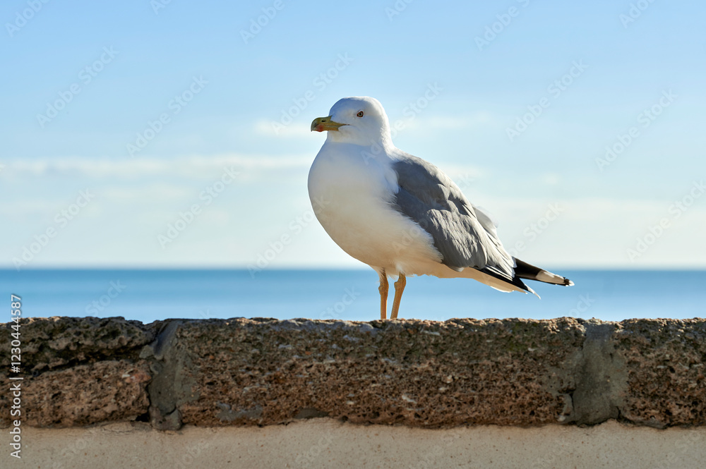 Naklejka premium Seagull perched with the sea in the background