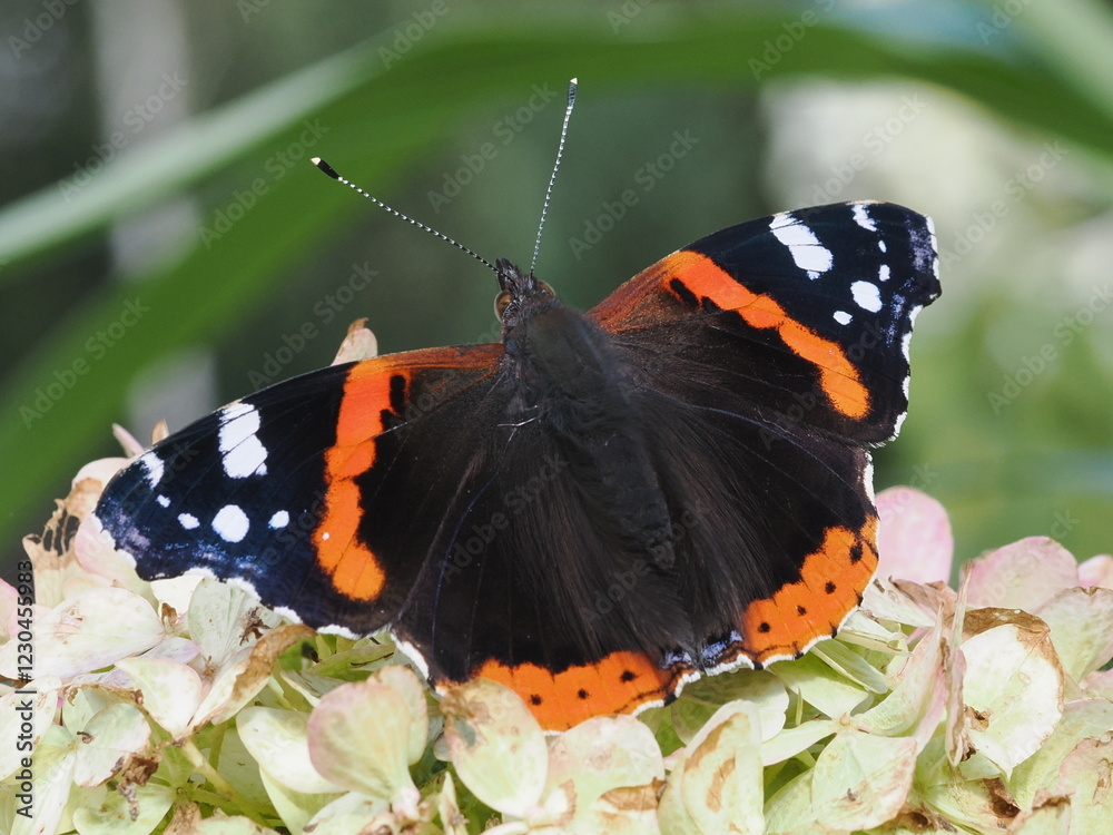 Naklejka premium Rusałka admirał (Vanessa atalanta)