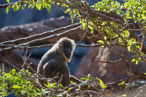 Fototapeta Drill monkey
