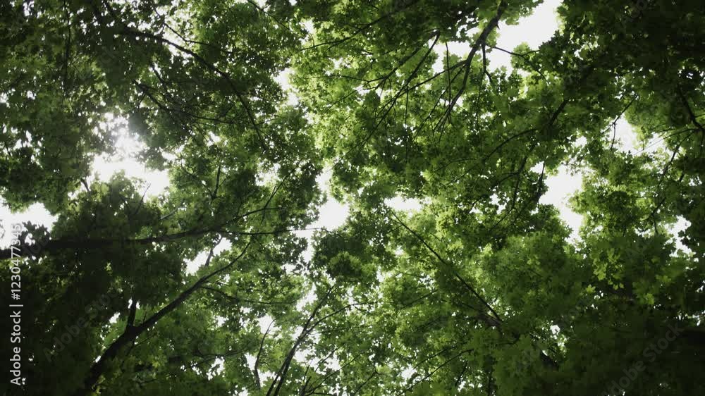 Sky Shot of Sunlight Passing Through Green Maple Trees During the Day Sky Shot of Sunlight Passing Through Green Maple Trees During the Day
