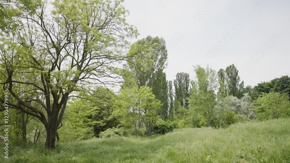 Green Trees in the Field