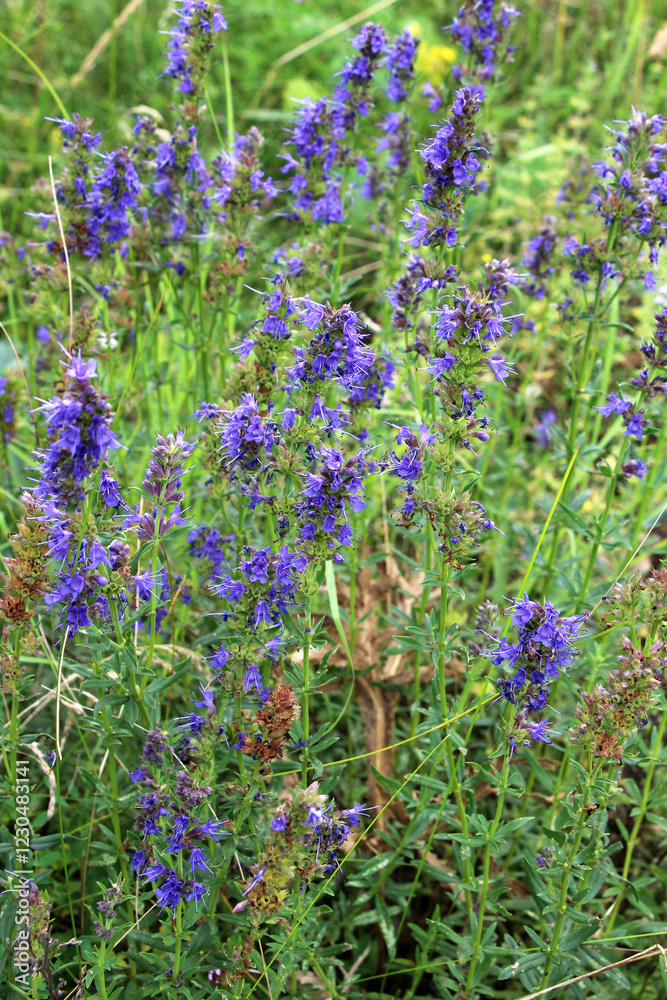 Hyssopus officinalis grows in nature Hyssopus officinalis grows in nature