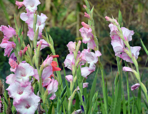 Obraz na płótnie Summer gladiolus bloom