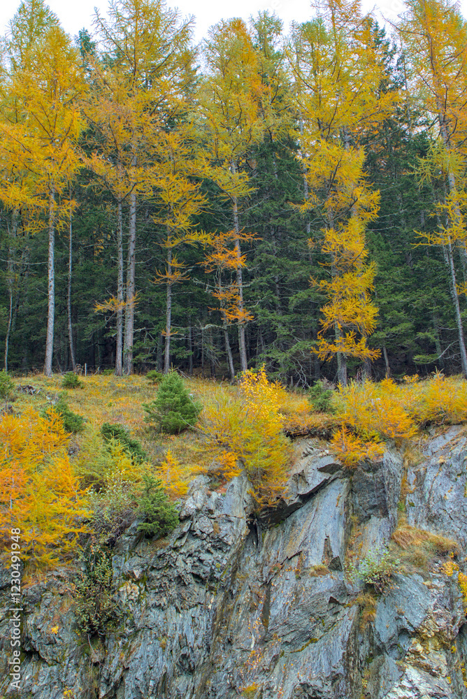 Fototapeta premium The golden larches glow against the dark evergreens, contrasting with the rough texture of the rocky cliff. The vibrant colors of autumn create a stunning natural scene in this mountain landscape.