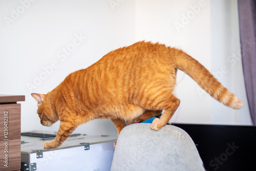 An orangecolored cat is currently sitting on top of a gray cushion photo