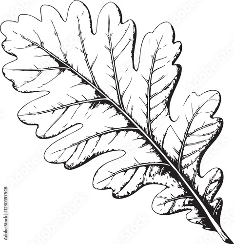 Oak Tree Leaf Autumn Fall Foliage Sketch Drawing Vector Illustration in Linear Line Engraving Black and White, Isolated