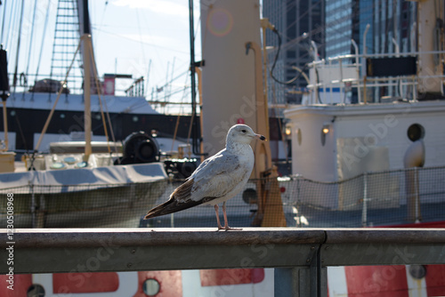 Seagull on the pier 
