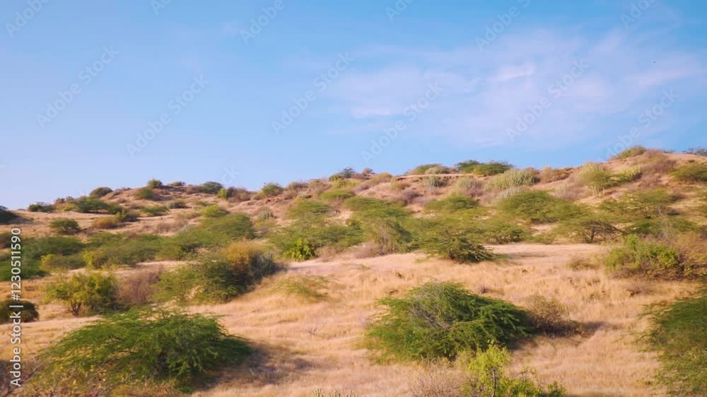 Landscape shot of Acacia nilotica or babul tree on top of a hill during a sunny day with clouds at Dholavira in Kutch, Gujarat, India. Landscapes of Kutch during a sunny day. Natural background. Landscape shot of Acacia nilotica or babul tree on top of a hill during a sunny day with clouds at Dholavira in Kutch, Gujarat, India. Landscapes of Kutch during a sunny day. Natural background.
