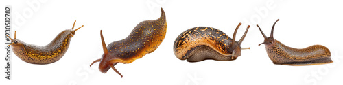 Fascinating world of slugs isolated on transparent background, PNG, set of