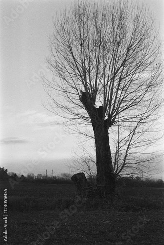 L'albero spoglio photo