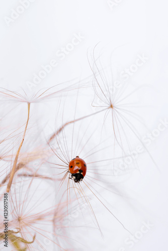 Closeup of a ladybug resting on a dandelion, capturing the essence of natural beauty and tranquility.
