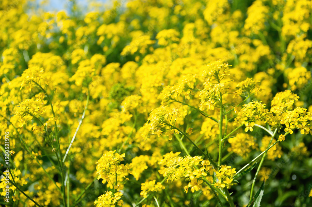 A bunch of yellow flowers with green leaves. A bunch of yellow flowers with green leaves.
