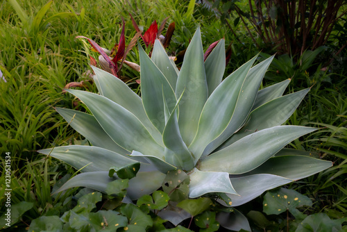 Agave growing in a park, Madeira, Portugal photo