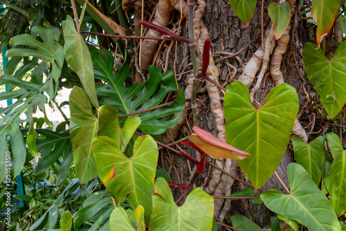 Philodendron in a garden, Madeira, Portugal photo