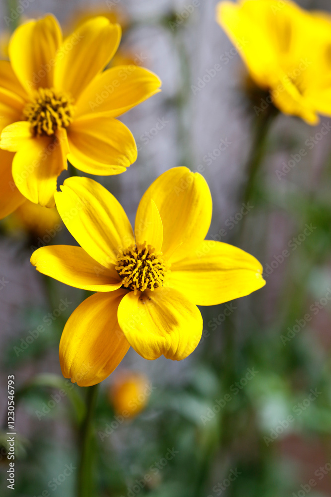 Yellow spring flowers. Postcard motif. Yellow spring flowers. Postcard motif.