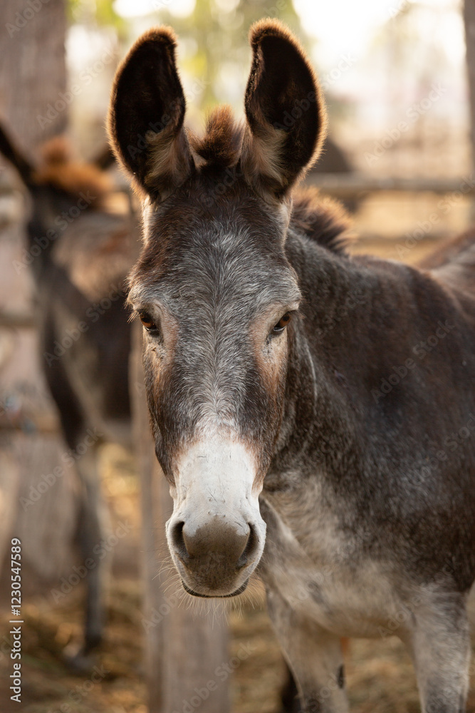 Domesticated donkey portrait head in stall Domesticated donkey portrait head in stall