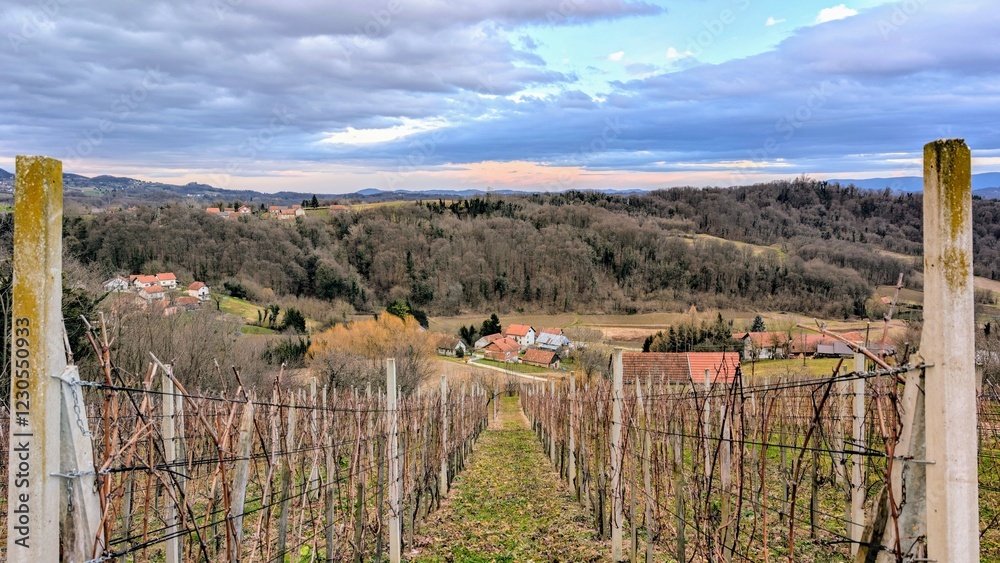 winter rural landscape scenery, vineyards at Klenice, Croatia, County Hrvatsko zagorje