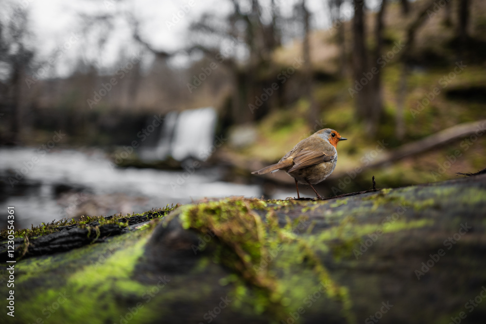 Robin on a tree stump by river Robin on a tree stump by river