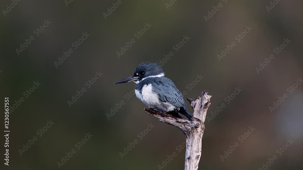 Belted Kingfisher in south Florida Belted Kingfisher in south Florida