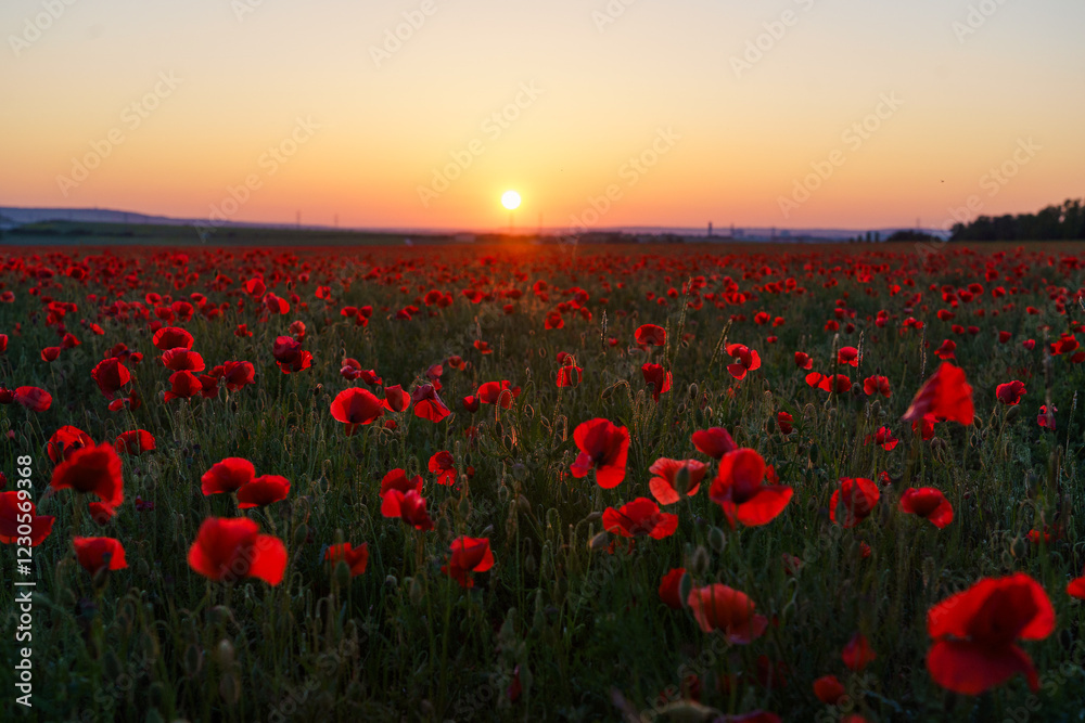 Obraz premium paysages coquelicot