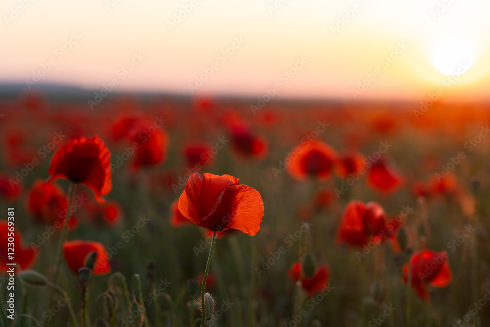 Obraz premium paysages coquelicot