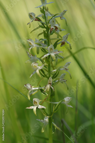 Platanthère des montagnes --- Platanthère à fleurs vertes (Platanthera chlorantha)
Platanthera chlorantha in flower
 photo