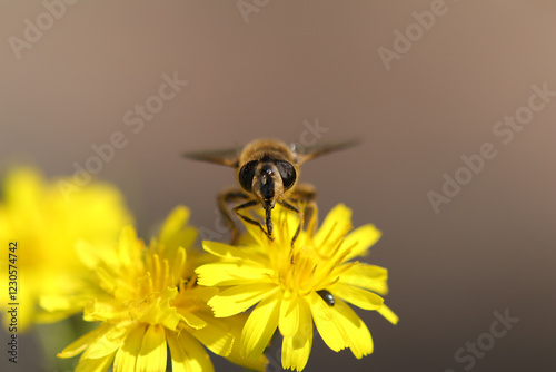 Eristale gluant --- Eristale tenace --- Ver à queue de Rat (Eristalis tenax)
Eristalis tenax on an unidentified flower or plant
 photo