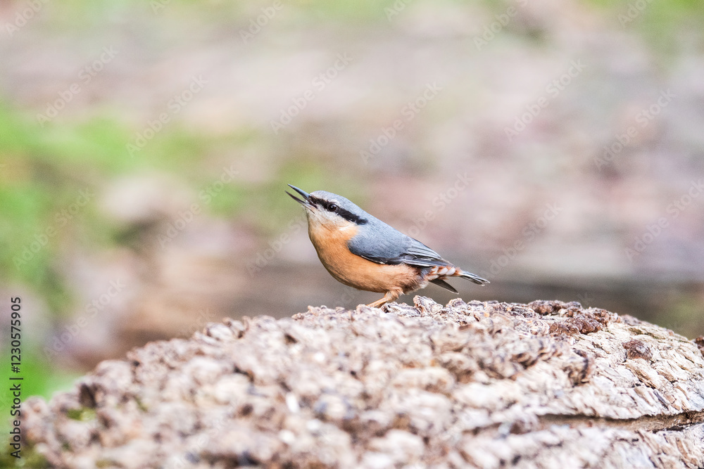 Wood Nuthatch perched on a textured wood in natural habitat Wood Nuthatch perched on a textured wood in natural habitat
