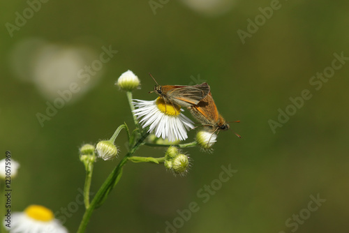 Hespérie de la houque (Thymelicus sylvestris)
Thymelicus sylvestris on an unidentified flower or plant
 photo