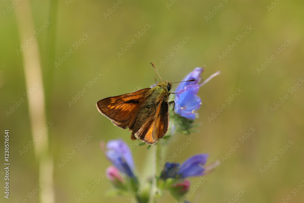 Sylvaine (Ochlodes sylvanus)
Ochlodes sylvanus in its natural element
Sylvaine (Ochlodes sylvanus)
Ochlodes sylvanus in its natural element