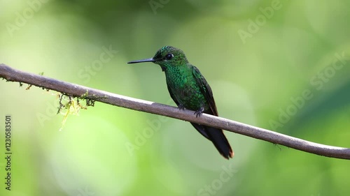 A hummingbird in Costa Rica