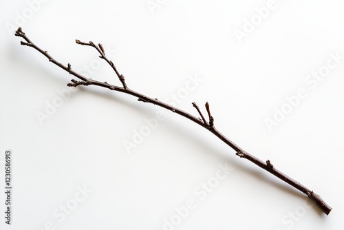 A single bare tree branch on a white background, showcasing natural simplicity and texture.