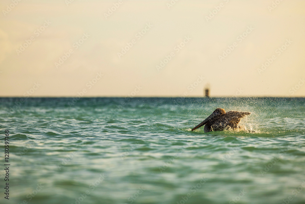 Fototapeta premium Brown pelican splashing in turquoise Caribbean waters at sunset. Aruba.