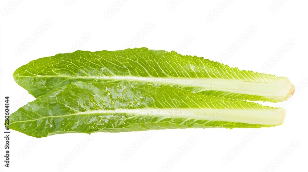 Obraz premium Fresh Romaine Lettuce Leaves on White Background for Healthy Cooking