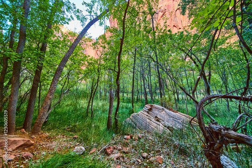 Lush Zion Forest with Fallen Log Eye Level Perspective photo