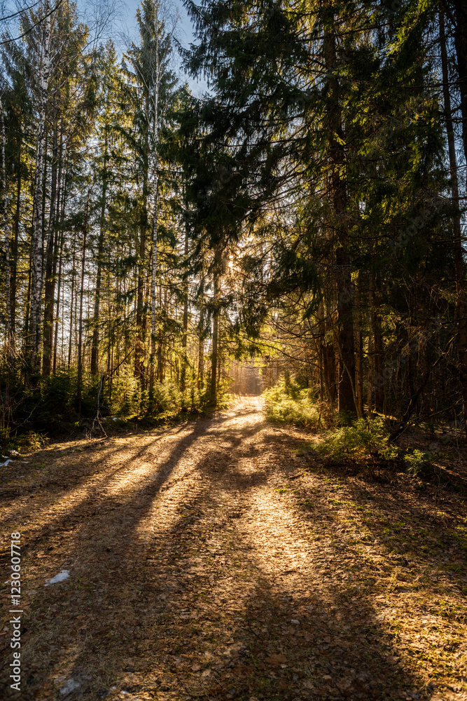 Fototapeta premium Sunlight through the trees in the forest